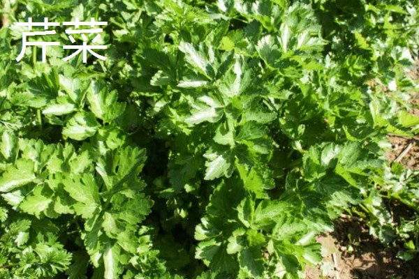 2-3月份适合种什么蔬菜，适合种生菜、茼蒿等
