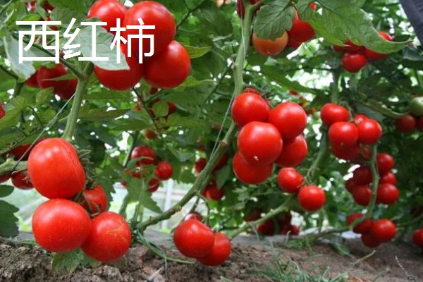 2-3月份适合种什么蔬菜，适合种生菜、茼蒿等