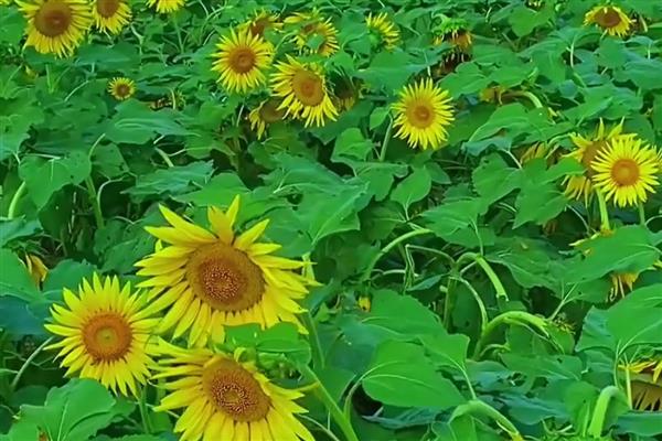 有哪些可爱又有趣的植物，常见的有向日葵、含羞草等