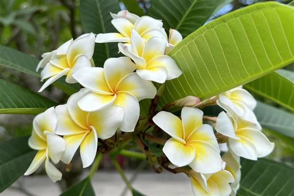 有哪些可爱又有趣的植物，常见的有向日葵、含羞草等