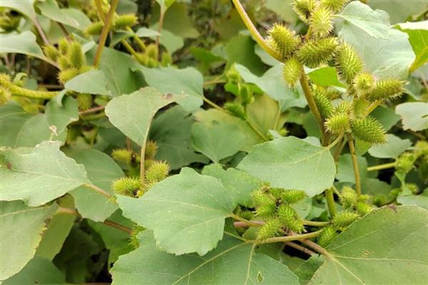 有哪些可爱又有趣的植物，常见的有向日葵、含羞草等