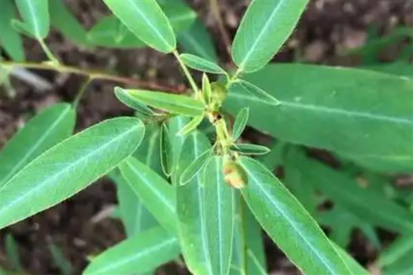 有哪些可爱又有趣的植物，常见的有向日葵、含羞草等