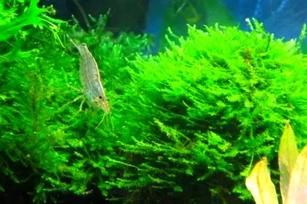 有哪些可爱又有趣的植物，常见的有向日葵、含羞草等