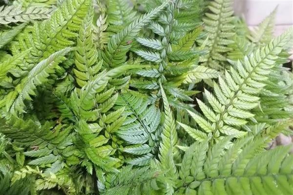 有哪些可爱又有趣的植物，常见的有向日葵、含羞草等