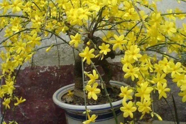 迎春花什么时候落叶，一般在秋末时节落叶