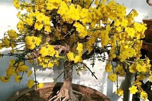 迎春花什么时候落叶，一般在秋末时节落叶