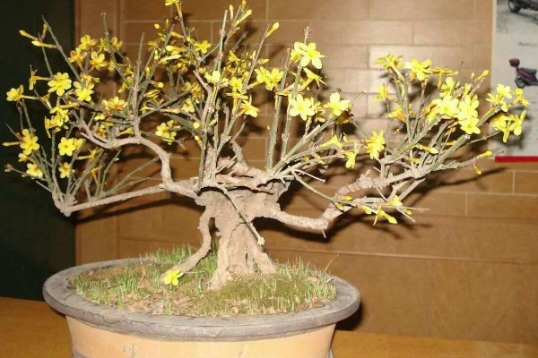 迎春花什么时候落叶，一般在秋末时节落叶