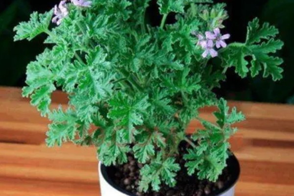 驱蚊草的种植方法，适合在10-25℃的环境生长