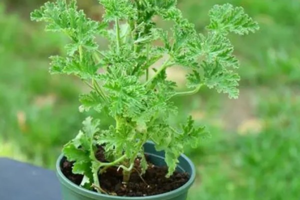 驱蚊草的种植方法，适合在10-25℃的环境生长