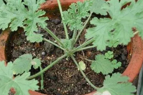 驱蚊草的种植方法，适合在10-25℃的环境生长