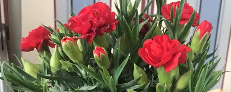 秋天康乃馨怎么浇水,浇水以软水为佳