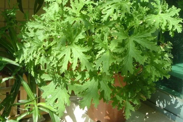 驱蚊草的种植方法，适合在10-25℃的环境生长