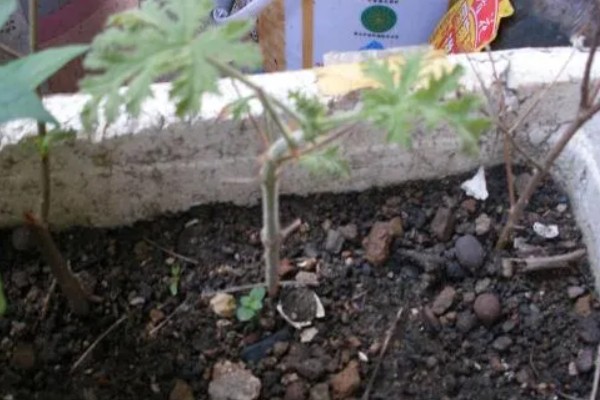 驱蚊草的种植方法，适合在10-25℃的环境生长