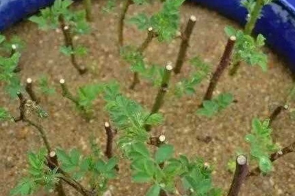 驱蚊草的种植方法，适合在10-25℃的环境生长