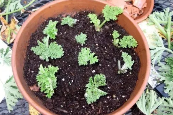 驱蚊草的种植方法，适合在10-25℃的环境生长