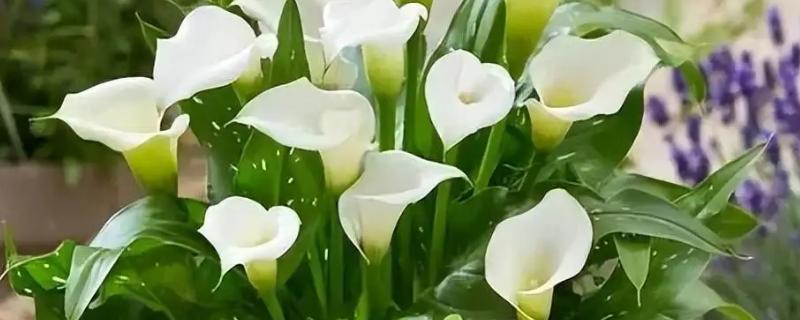 马蹄莲的花语，寓意幸福纯洁、尊敬等