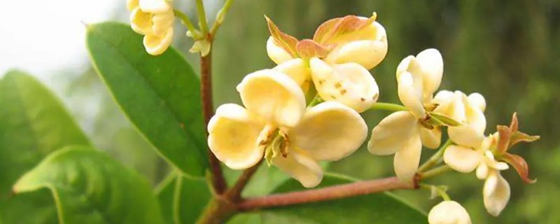 佛顶珠和日香桂有哪些优缺点，佛顶珠是比较耐修剪