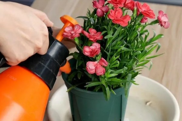 秋天康乃馨怎么浇水，浇水以软水为佳