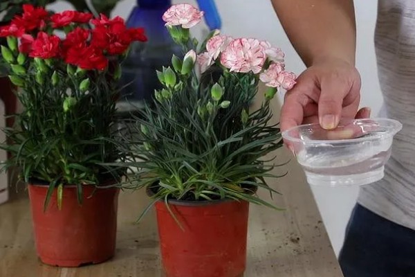 秋天康乃馨怎么浇水，浇水以软水为佳