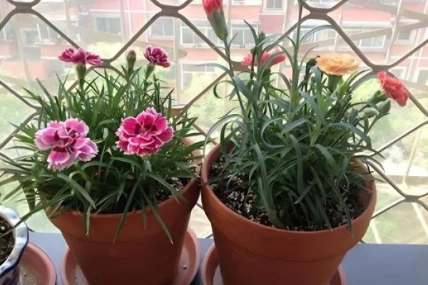 秋天康乃馨怎么浇水，浇水以软水为佳