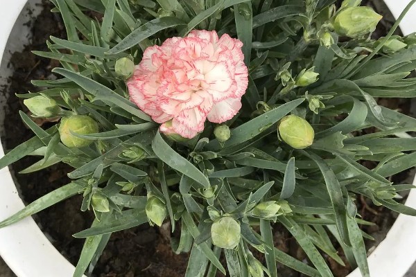 秋天康乃馨怎么浇水，浇水以软水为佳