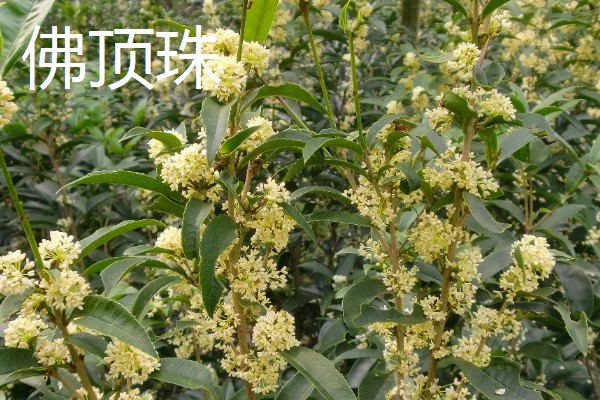 佛顶珠和日香桂有哪些优缺点，佛顶珠是比较耐修剪