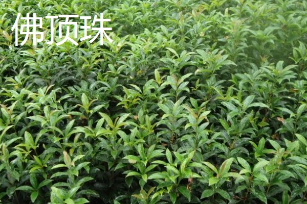 佛顶珠和日香桂有哪些优缺点，佛顶珠是比较耐修剪