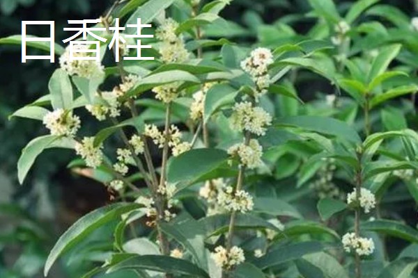 佛顶珠和日香桂有哪些优缺点，佛顶珠是比较耐修剪