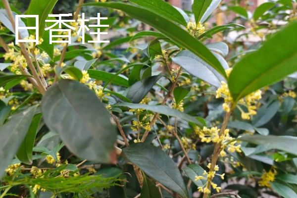 佛顶珠和日香桂有哪些优缺点，佛顶珠是比较耐修剪