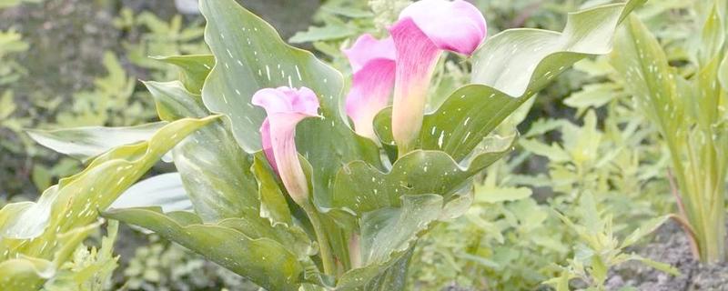 马蹄莲的品种，常见的有银星马蹄莲、黑心马蹄莲等