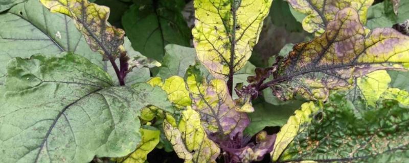 茄子的常见病虫害与防治方法,常见的有猝倒病、绵疫病等