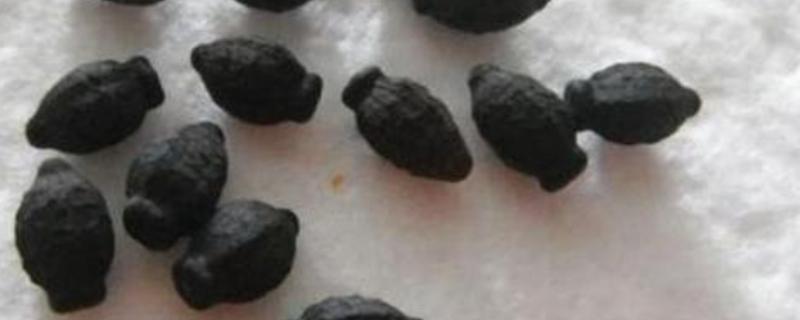 茉莉花种子如何挑选，根据实际生产需求挑选种子