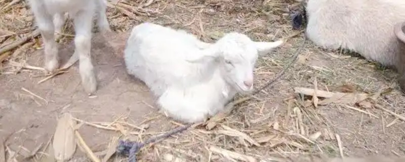 新生羔羊喘气打呼噜怎么办，若有异常表现需及时咨询兽医