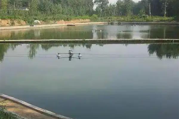 在家里怎么养鲶鱼，池塘一定要消毒后再放鱼苗