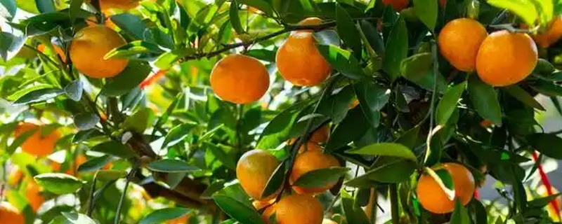 桔子树施什么肥会甜，可以施有机肥