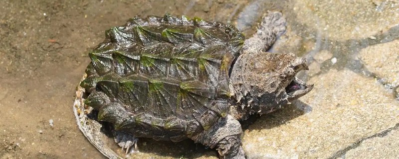 养鳄龟用什么缸，最好选择用玻璃缸