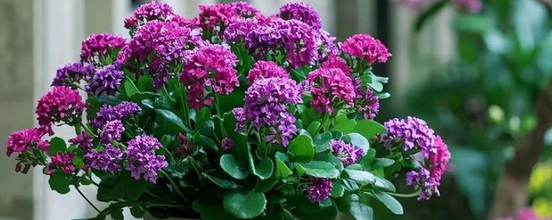 怎么养金狐狸长寿花，每隔2-3天浇1次水