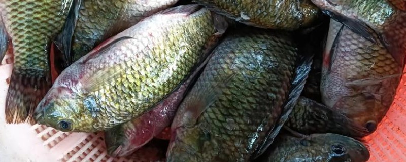 罗非鱼的品种介绍，常见的有奥利亚罗非鱼、莫桑比克罗非鱼等