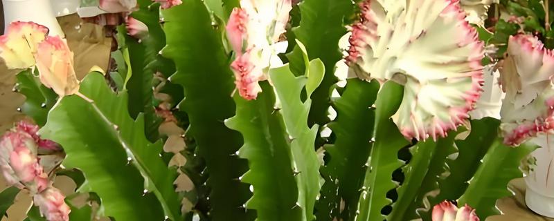 龙骨花怎样浇水与施肥，在生长旺季要一个月施加一次肥料