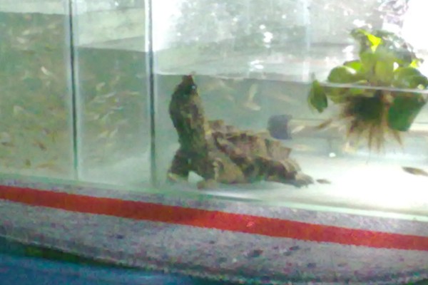 养鳄龟用什么缸,最好选择用玻璃缸