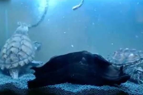 养鳄龟用什么缸,最好选择用玻璃缸