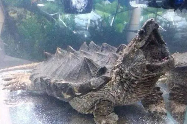 养鳄龟用什么缸,最好选择用玻璃缸