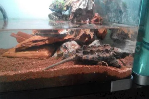 养鳄龟用什么缸,最好选择用玻璃缸