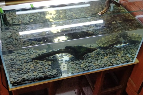 养鳄龟用什么缸,最好选择用玻璃缸