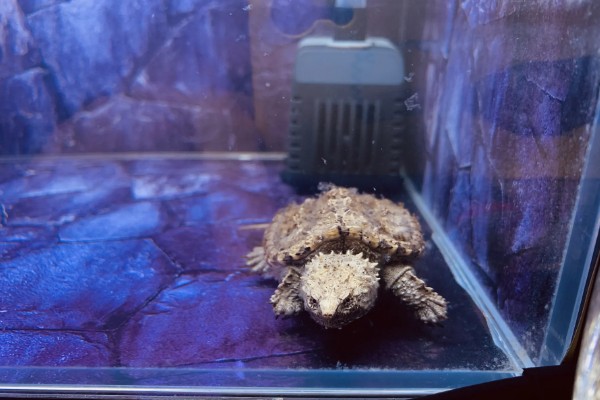 养鳄龟用什么缸,最好选择用玻璃缸