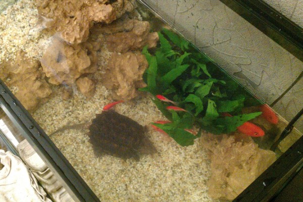 养鳄龟用什么缸,最好选择用玻璃缸