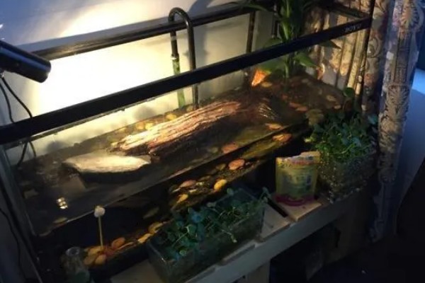 养鳄龟用什么缸,最好选择用玻璃缸