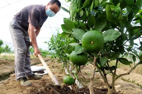 桔子树施什么肥会甜,可以施有机肥