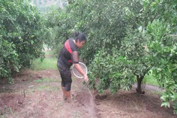 桔子树施什么肥会甜,可以施有机肥