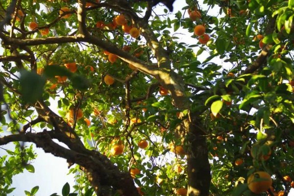 桔子树施什么肥会甜,可以施有机肥